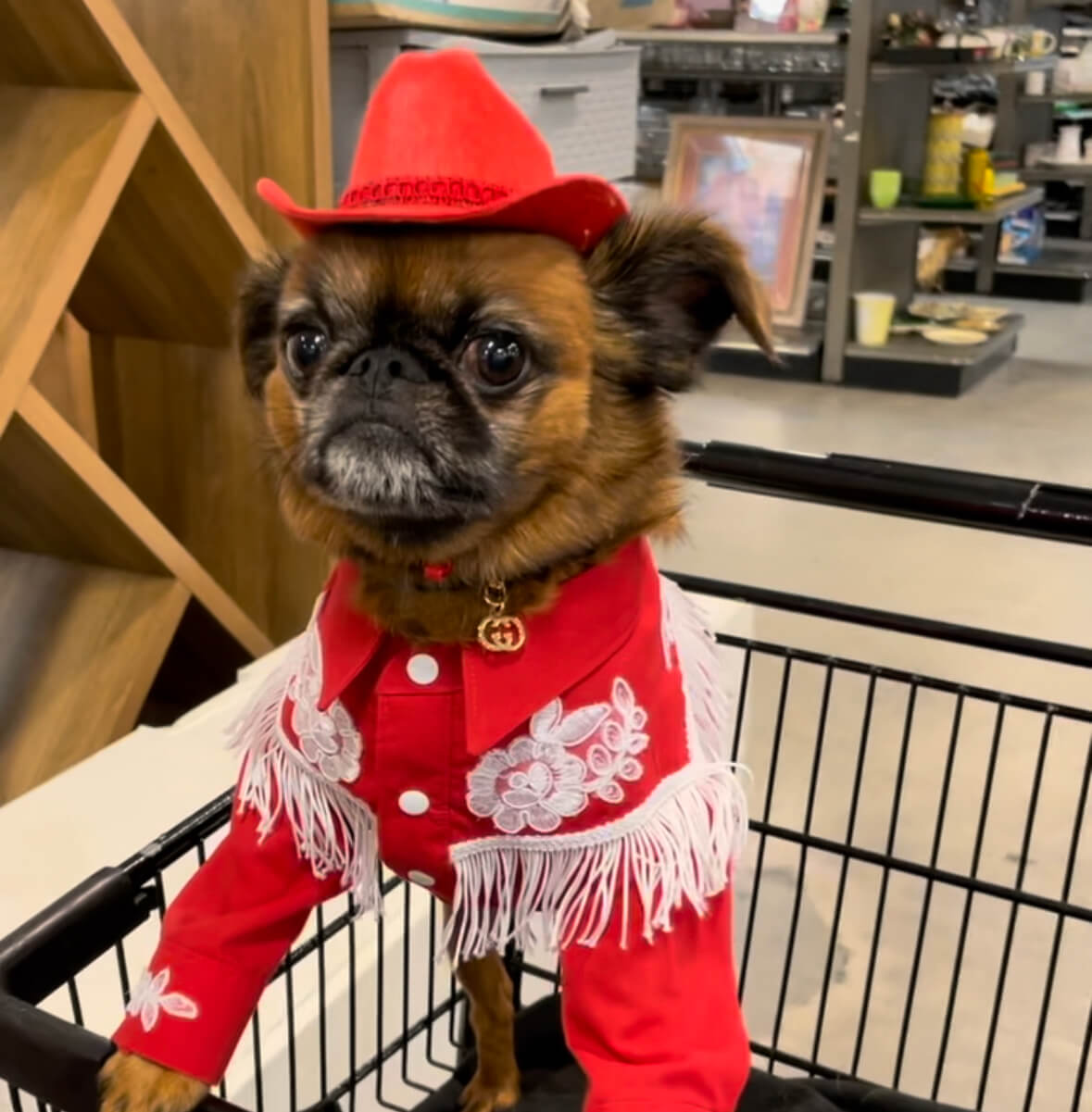 Halloween Shopping with Bart Danzig and Friends at Goodwill SoCal Goodwill Southern California